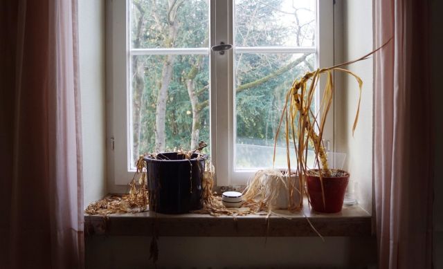 Two dead houseplants next to a window.