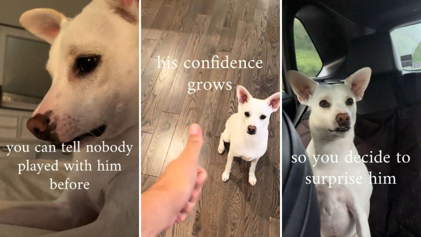 A white dog appears in three scenes, showcasing its growing confidence with captions about surprise and play.