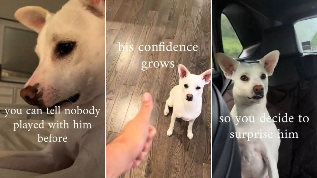 A white dog appears in three scenes, showcasing its growing confidence with captions about surprise and play.