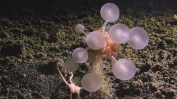 A marine animal with bulbous, translucent structures is resting on the ocean floor, surrounded by sandy texture.