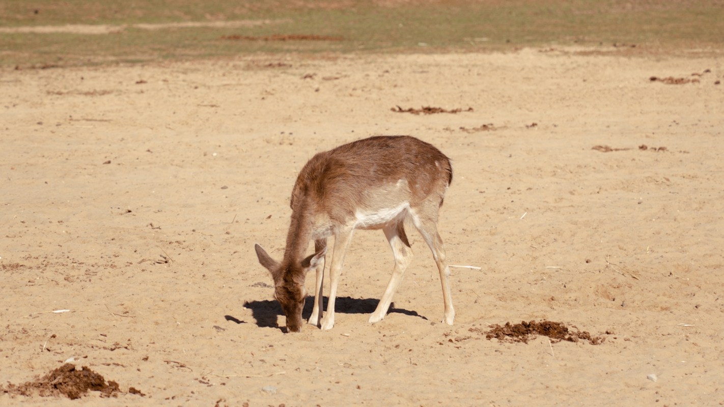 A young deer grazing on the sandy ground in a dry landscape.