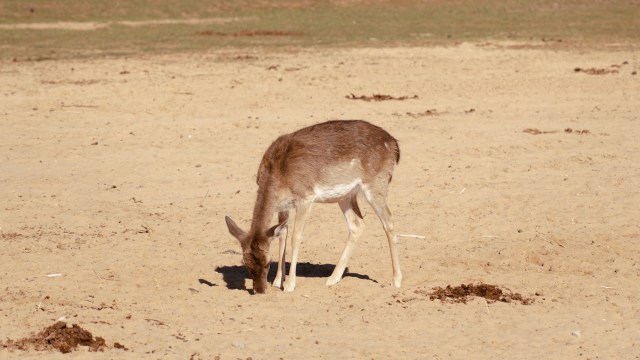 A young deer grazing on the sandy ground in a dry landscape.