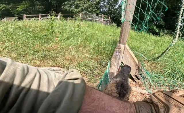A man's arm holding down a deer stuck in a net.