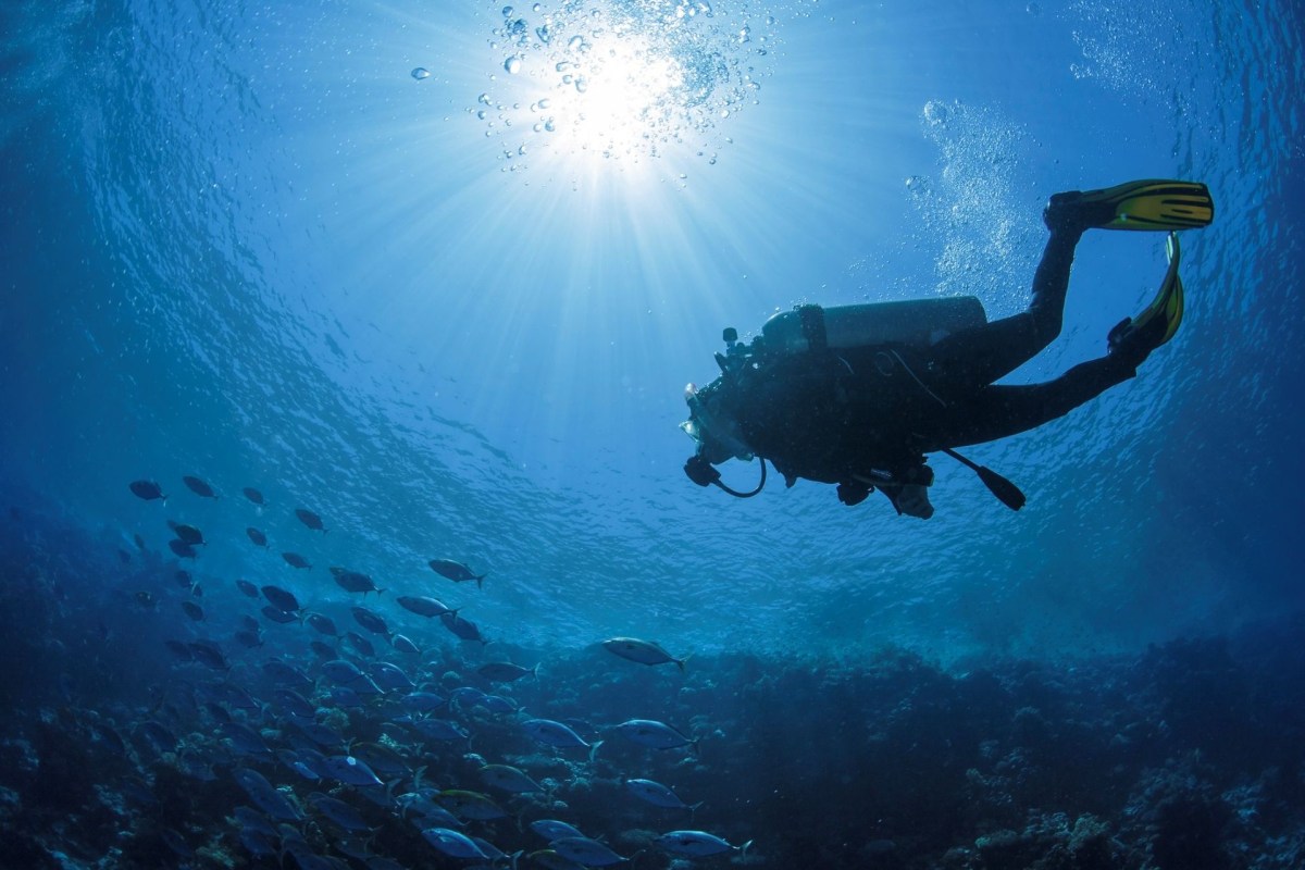 A diver exploring underwater.