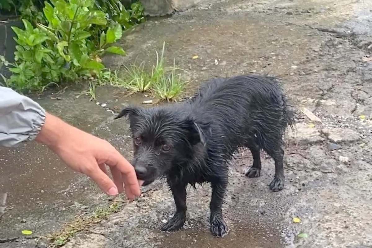 A wet, black dog on a rainy street, cautiously sniffing a person's outstretched hand.