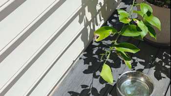 A potted plant with green leaves casts shadows on a sunlit surface next to a bowl of water.