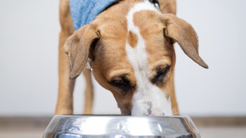 A brown and white dog eats from a metal bowl.