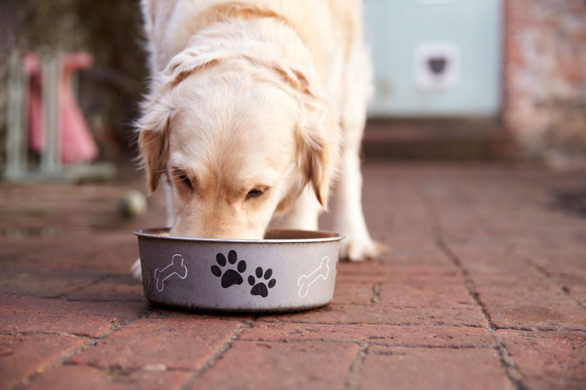A golden retriever eating from a metal dog bowl on a brick patio.