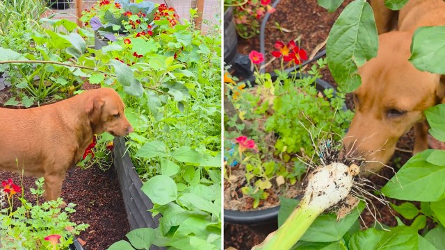 A brown dog explores a lush garden with green plants and colorful flowers, sniffing near a freshly unearthed vegetable.