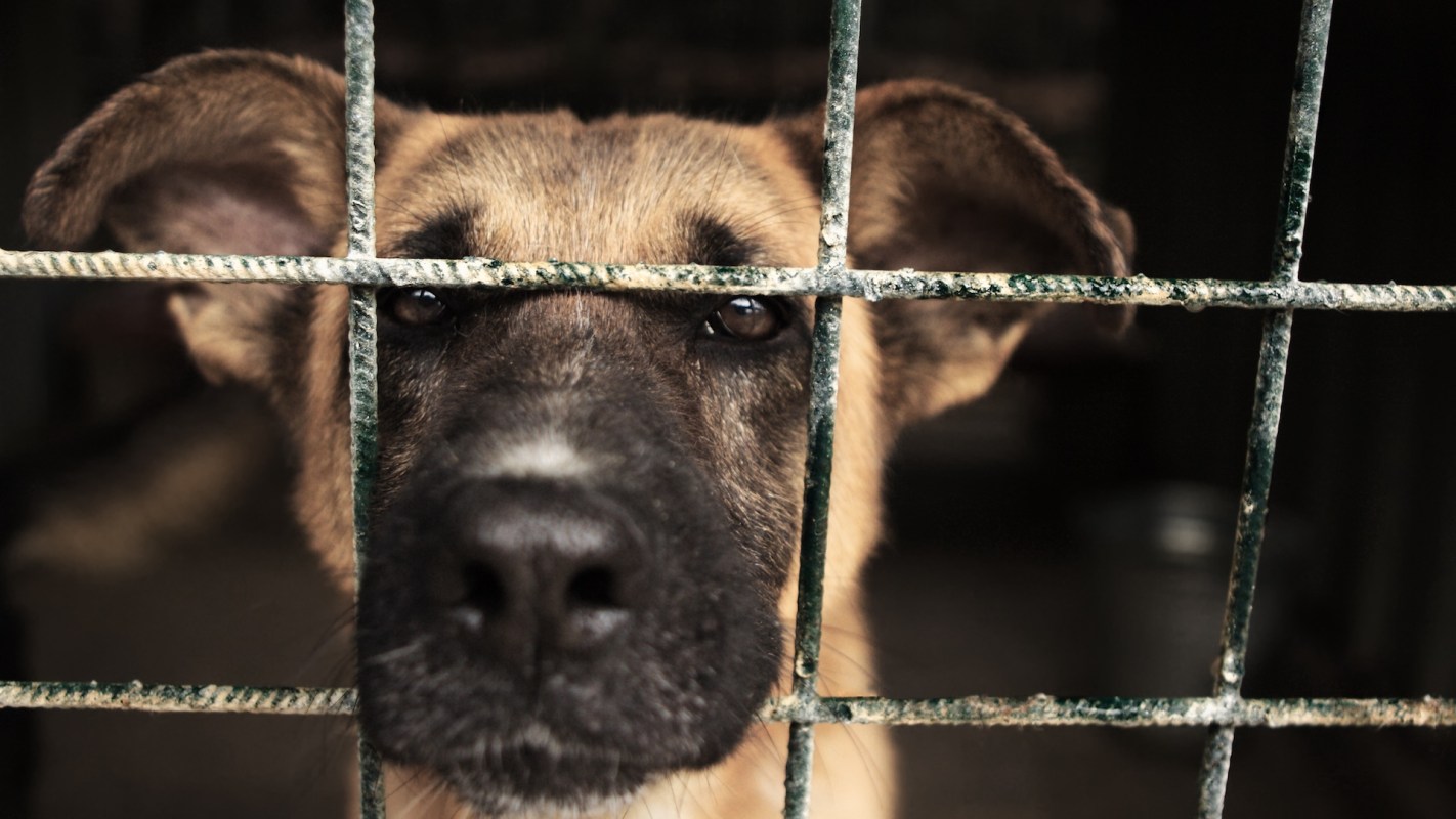 A dog looking through a rusty metal cage, its face showing curiosity and longing.