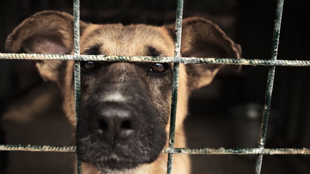 A dog looking through a rusty metal cage, its face showing curiosity and longing.