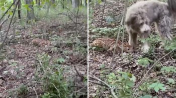 A shaggy gray dog looks around as a young fawn lays at their feet in a wooded area with green foliage.