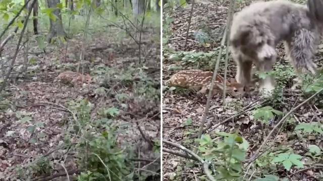 A shaggy gray dog looks around as a young fawn lays at their feet in a wooded area with green foliage.