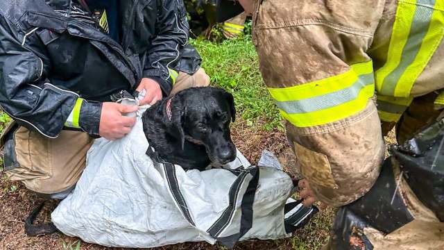 Firefighters are rescuing a black dog wrapped in a blanket while standing on a wet, grassy area.