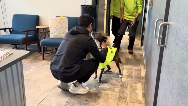 A person kneels to greet a dog wearing a bright yellow vest while two others in matching outfits approach.