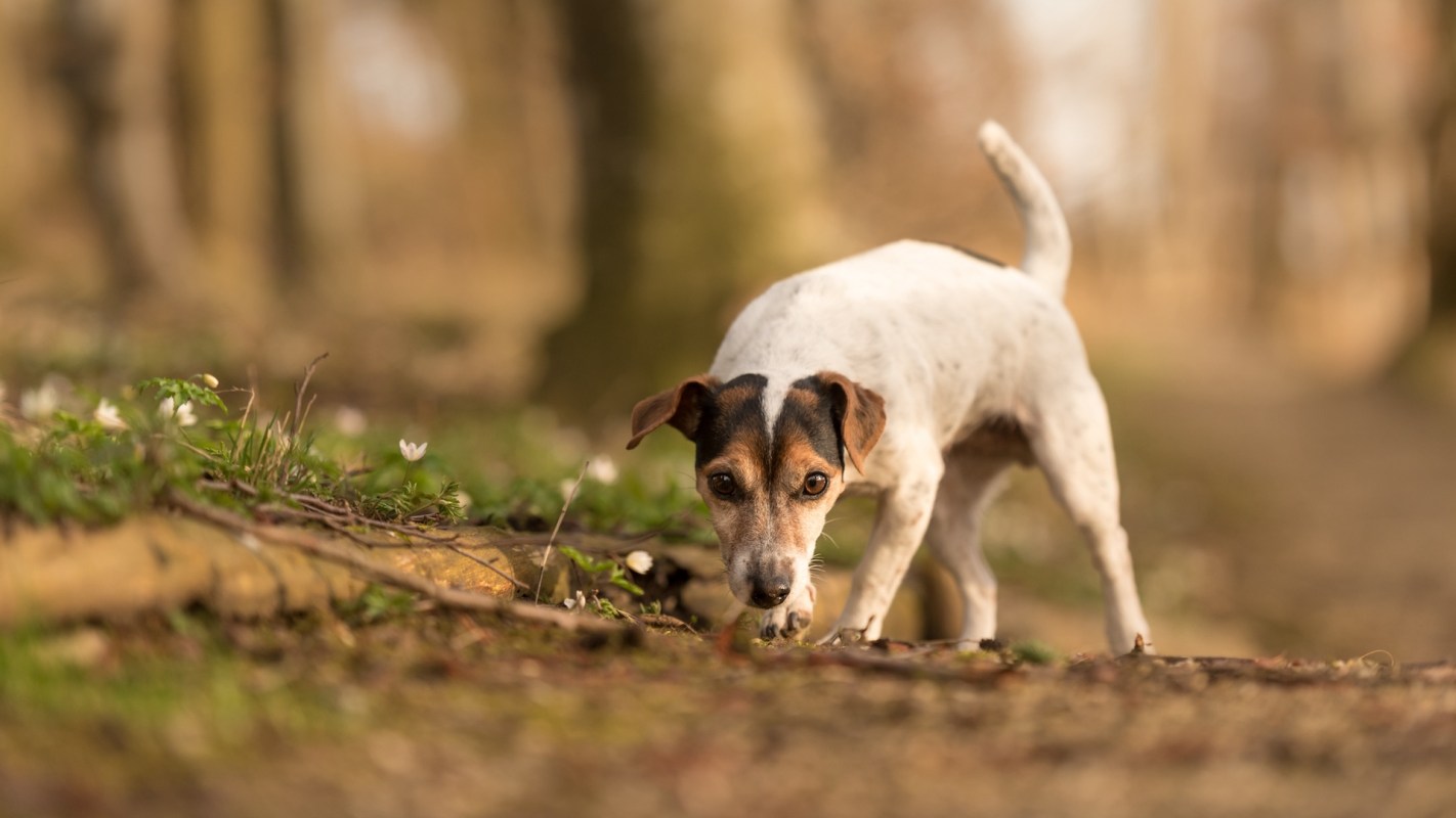 A small dog explores a forest floor with delicate white flowers.