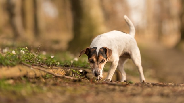 A small dog explores a forest floor with delicate white flowers.