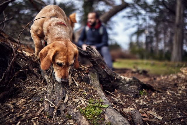 A dog sniffing around a fallen log in a forest.