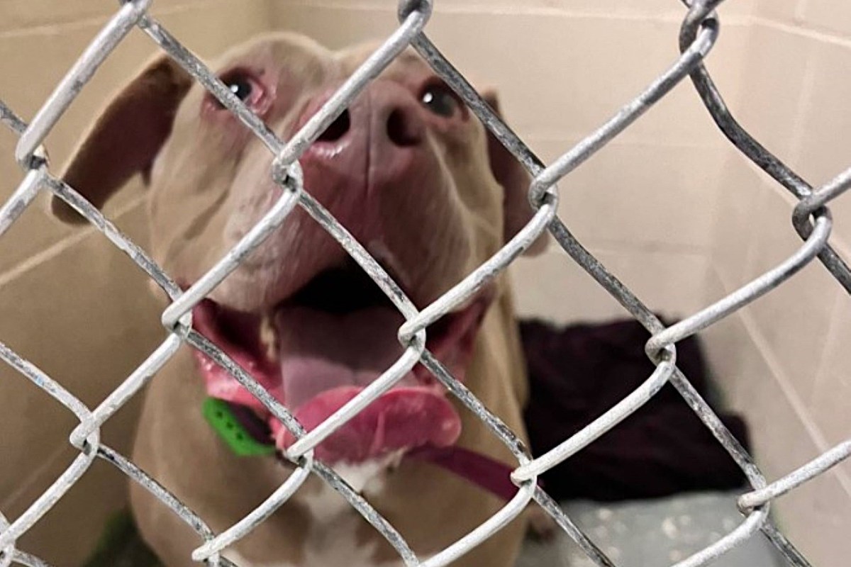 A dog with its tongue out looks through a wire fence.