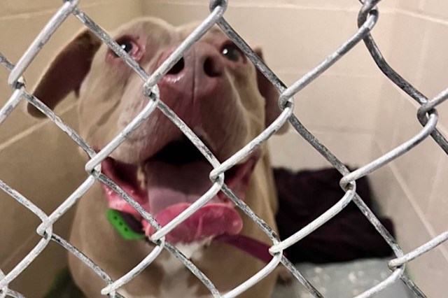 A dog with its tongue out looks through a wire fence.