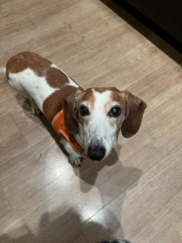 A small brown and white dog. 