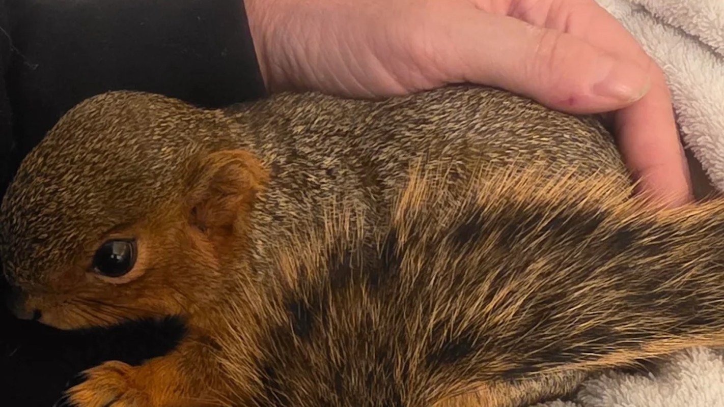 A person gently holds a small, relaxed squirrel against their chest.