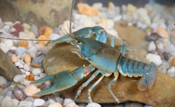 A blue crayfish resting on a smooth rock amid small pebbles and gravel.