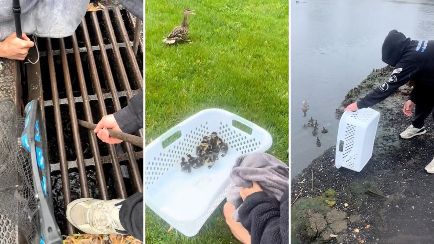 A person rescues ducklings from a storm drain and releases them near a mother duck.