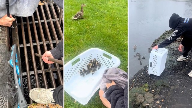 A person rescues ducklings from a storm drain and releases them near a mother duck.