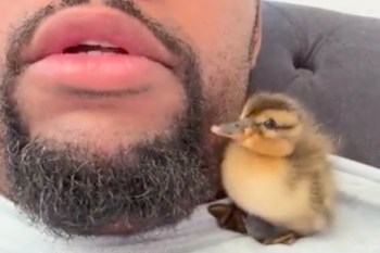 A close-up of a person's face with a duckling perched on their chest.