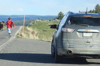 A boy in a red shirt runs down a road towards a bison, with a dusty car parked to the right.