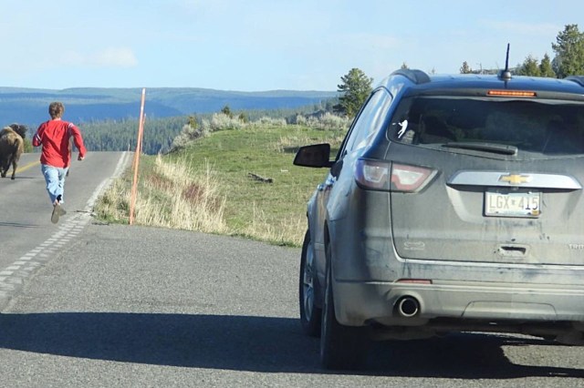 A boy in a red shirt runs down a road towards a bison, with a dusty car parked to the right.