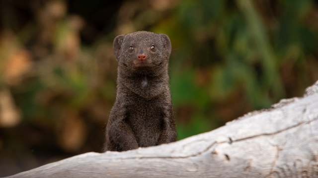 A small, curious dwarf mongoose perched on a log against a blurred green background.