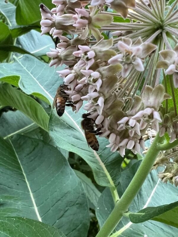 Bees that appear lethargic or dead on common milkweed.