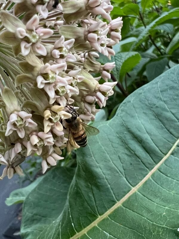 Bees that appeared lethargic or dead on common milkweed.