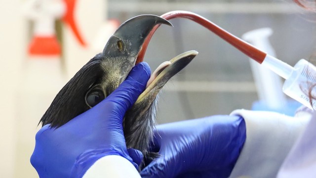 A person in blue gloves feeds liquid into the beak of a black bird in a veterinary setting.