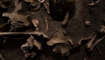 A close-up view of scattered animal bones partially embedded in dark, earthy soil.