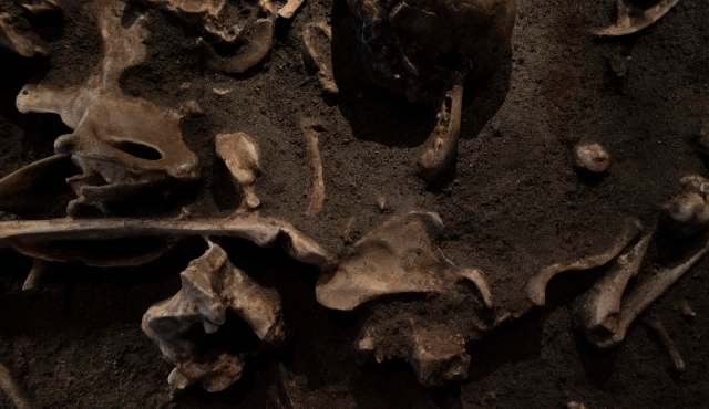 A close-up view of scattered animal bones partially embedded in dark, earthy soil.