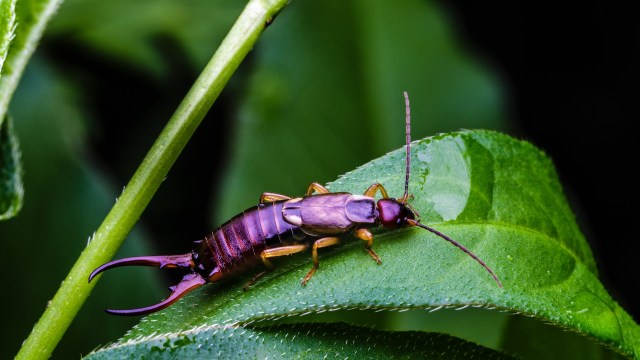 A brown and purple earwig resting on a green leaf with water droplets.