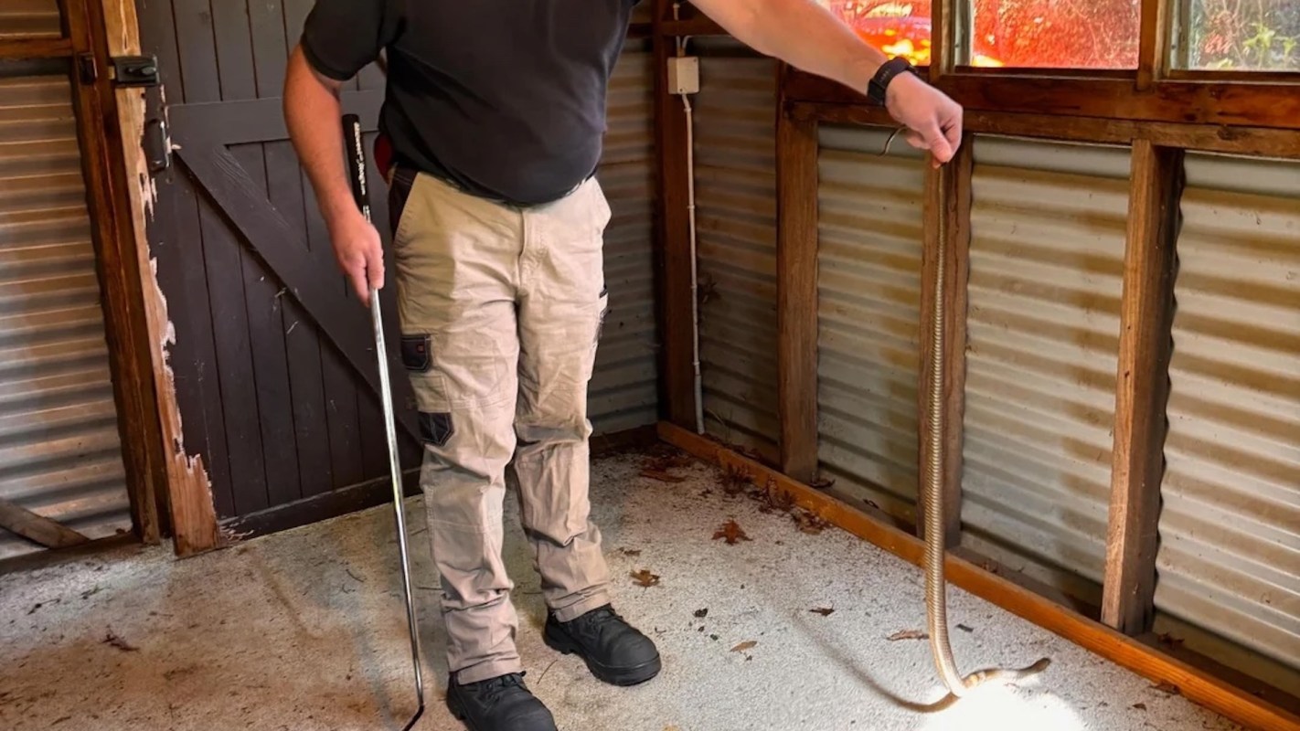 A person holding a snake-catching stick next to a long snake inside a wooden shed.