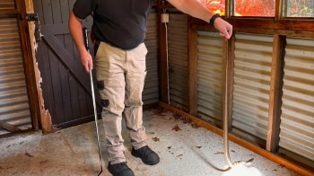A person holding a snake-catching stick next to a long snake inside a wooden shed.