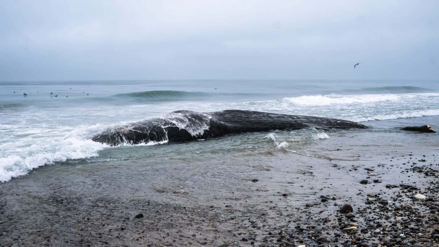 A beached whale partially washed over by ocean waves on a gloomy day.