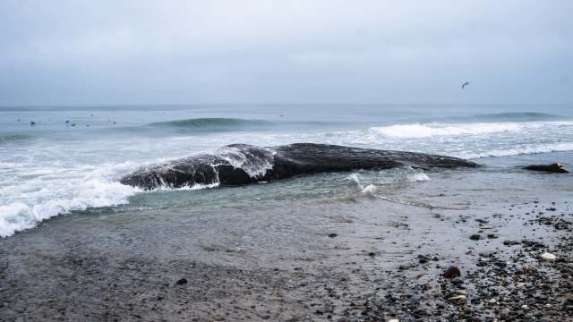 A beached whale partially washed over by ocean waves on a gloomy day.