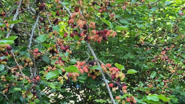A close-up view of mulberry branches laden with ripe, black, and red berries against a green leafy backdrop.