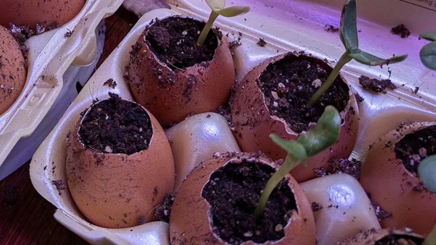 Seedlings growing in eggshells filled with soil, arranged in an egg carton.