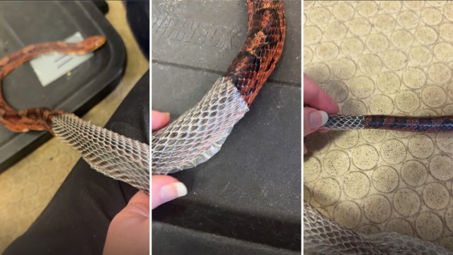 A three-part image showing a snake shedding its skin while being held.