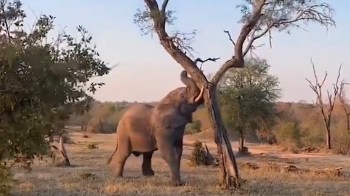 An elephant using its trunk to pull on a tree branch in a grassy field during sunset.