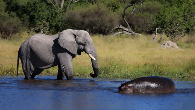 An elephant standing in shallow water beside a partially submerged hippopotamus in a grassy landscape.