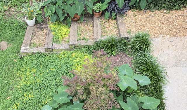 A lush garden scene featuring wooden steps, vibrant plants, and greenery.