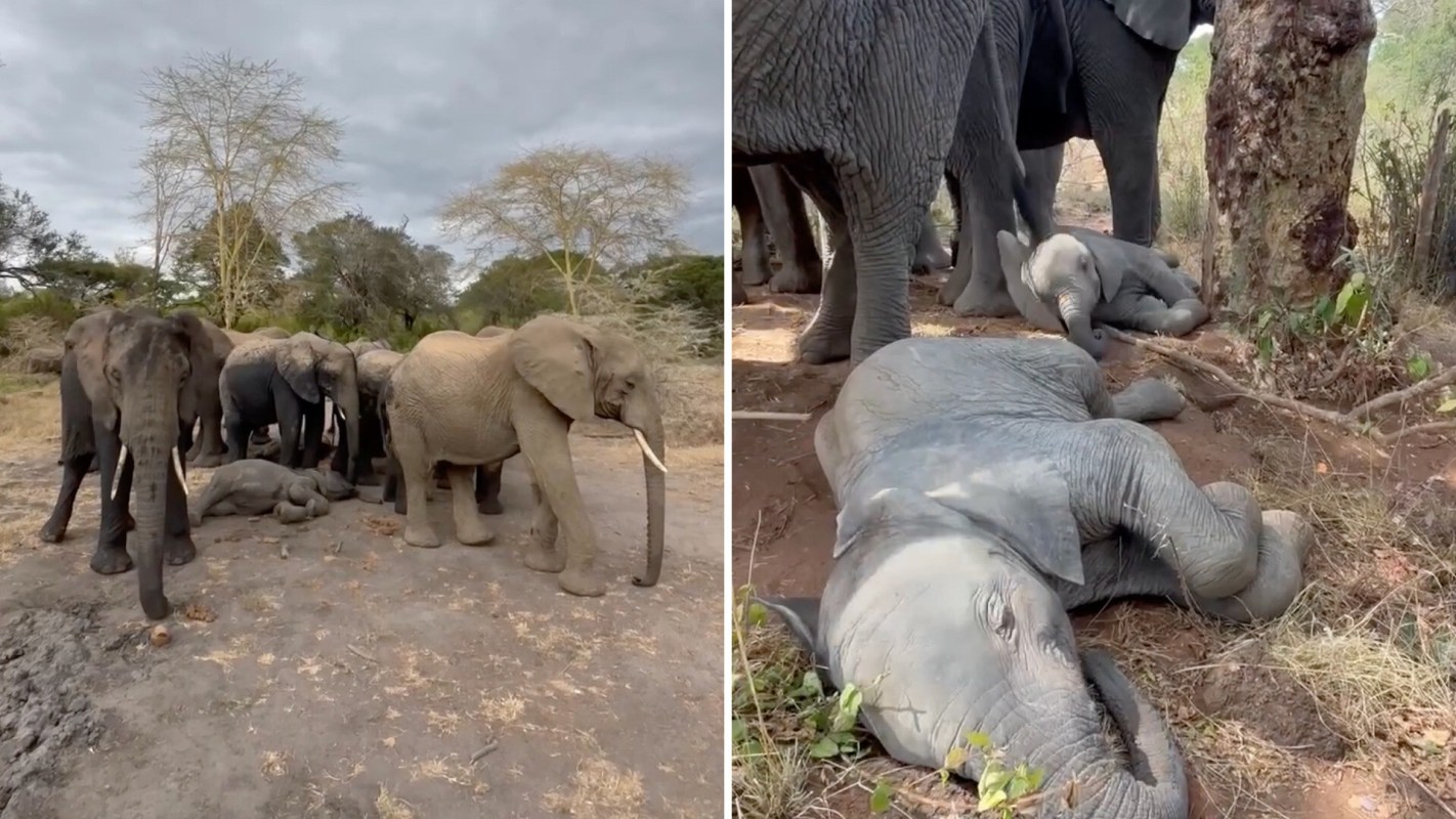 A group of elephants gathered around a resting baby elephant in a natural setting.